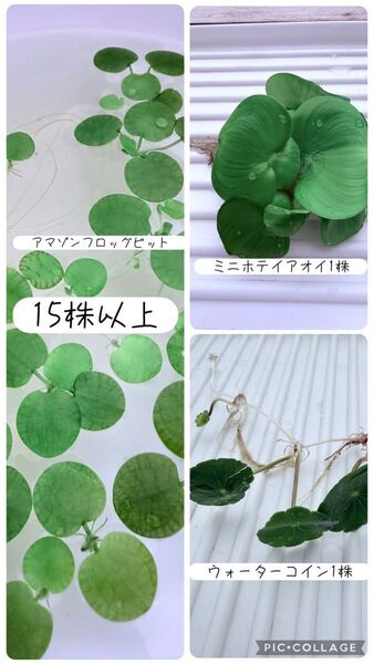 ドワーフアマゾンフロッグピット15株以上ミニホテイアオイ×1・ウォーターコイン×1水草まとめ売り