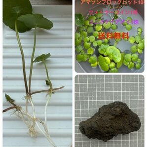 アマゾンフロッグピット8株【補償分として+2】溶岩石&オマケのミニホテイアオイ1株、ウォーターコイン1苗