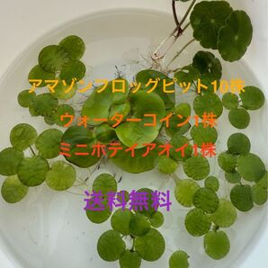 ドワーフアマゾンフロッグピット8株【補償分として+2】&オマケのミニホテイアオイ1株、ウォーターコイン1苗