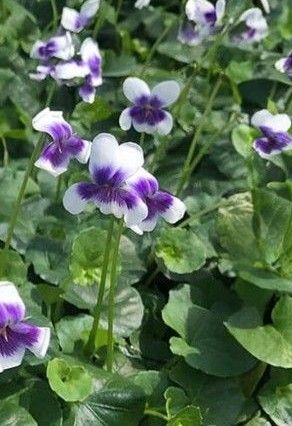 宿根草 パンダすみれ 抜き苗