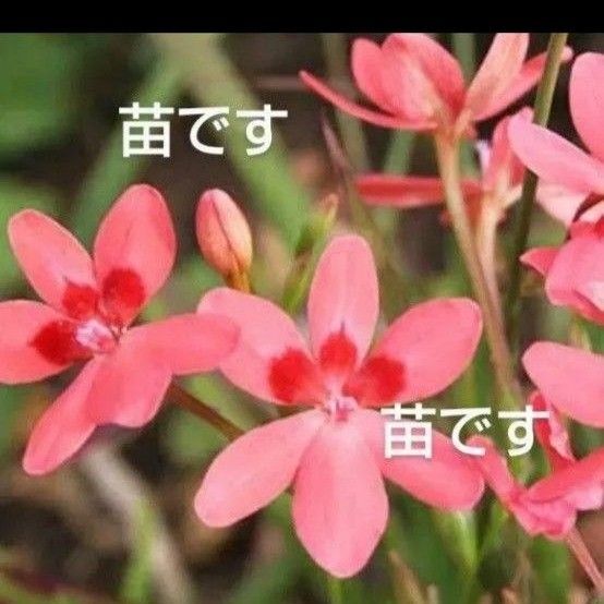 ヒメヒオウギ 抜き苗大小20本+オマケ
