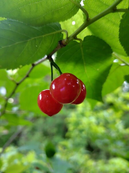 甘ーい さくらんぼ 挿し穂5本(根無し)