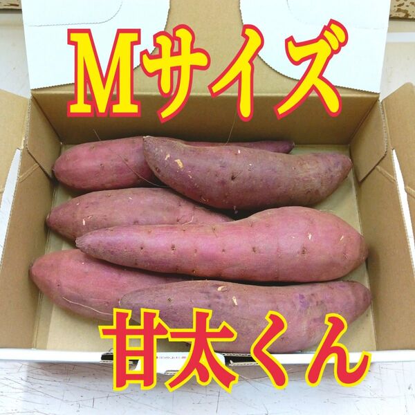 甘太くん Mサイズ