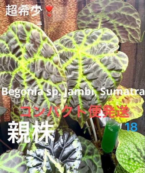 Begonia sp.Jambi Sumatra 原種ベゴニア ジャンビ 熱帯植物