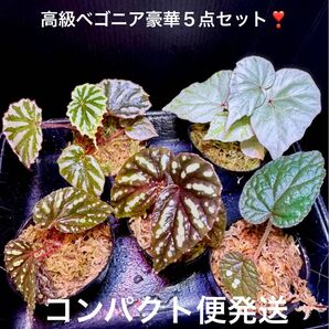 高級 原種ベゴニア 豪華5点セット!Begonia 熱帯植物
