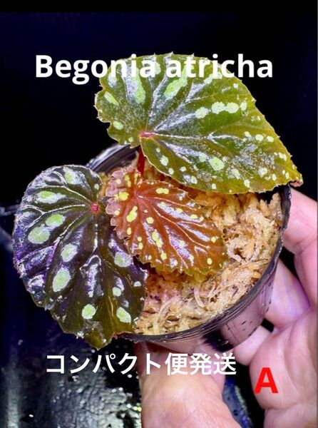Begonia atricha ベゴニア アトリカ 増殖株 原種 A