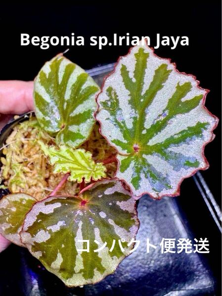 希少 Begonia sp Irian Jaya ベゴニア イリアンジャヤ 原種