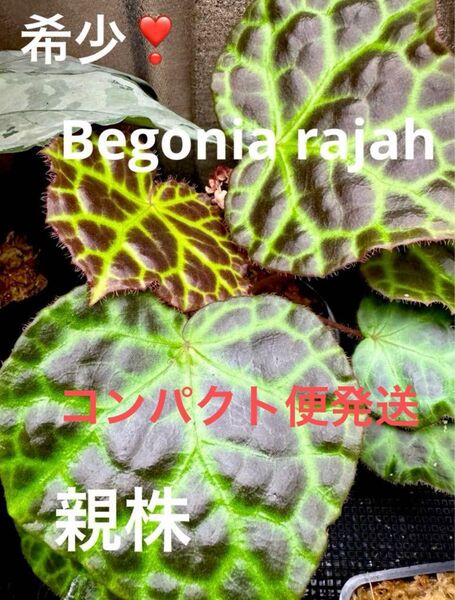超希少!Begonia rajah ベゴニア ライア 原種ベゴニア 熱帯植物
