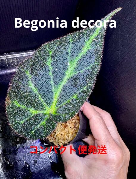 Begonia decora ベゴニア デコラ 増殖株!原種ベゴニア