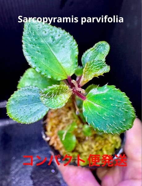 超レア 希少!Sarcopyramis parvifolia サルコピラミス・パルヴィフォリア 青い葉 熱帯植物 パルダリウム