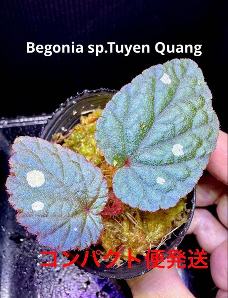 Begonia sp.Tuyen Quang ベゴニア トゥエンクアン 原種 熱帯植物 パルダリウム