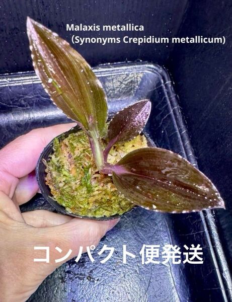 マラクシス メタリカ(クレピディウム メタリウム)