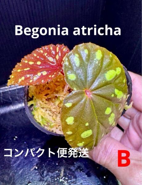 Begonia atricha ベゴニア アトリカ 増殖株 原種 B