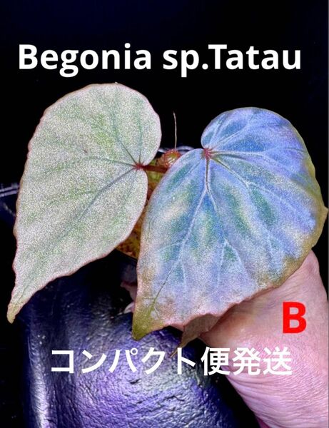 Begonia sp.Tatauベゴニア タタウ 極青株!原種ベゴニア B
