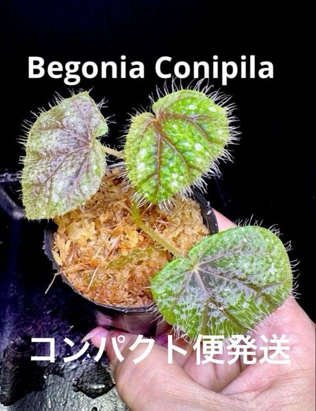 Begonia Conipila 原種ベゴニア コニピラ 毛深くて手触り抜群の可愛い希少なベゴニアです。