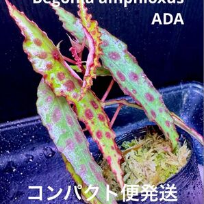 Begonia amphioxus ADA ベゴニア アンフィオクサス!熱帯植物