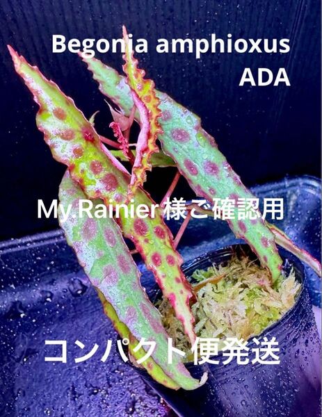 専用!Begonia amphioxus ADA ベゴニア アンフィオクサス!熱帯植物