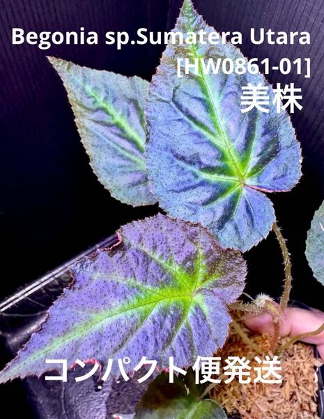 Begonia sp.Sumatera Utara ベゴニア ウタラ!原種