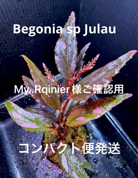 専用!Begonia sp Julau ベゴニア ジュラウ 細葉タイプ 原種ベゴニア 熱帯植物