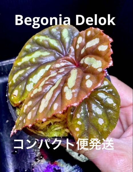 希少 Begonia Delok ベゴニア デロック!原種ベゴニア