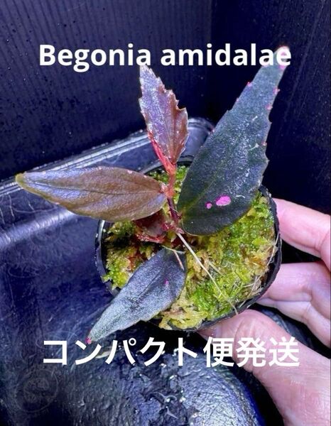 希少!Begonia amidalae ベゴニア アミダラエ!原種ベゴニア 熱帯植物