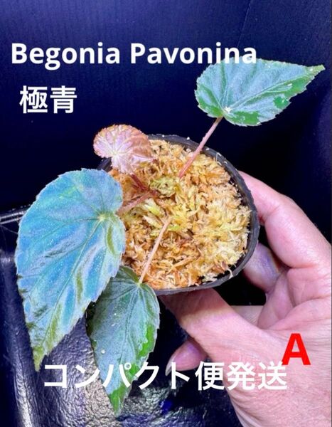 Begonia Pavonina ベゴニア パボニナ!原種ベゴニア 熱帯植物 (A)