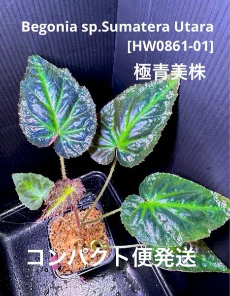 Begonia sp.Sumatera Utara ベゴニア ウタラ!原種