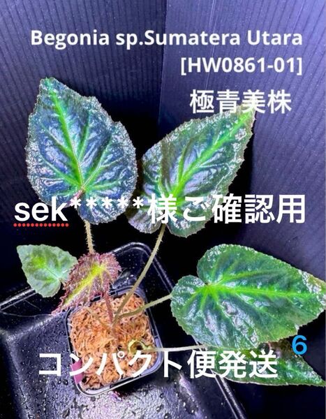 専用!Begonia sp.Sumatera Utara ベゴニア ウタラ!原種