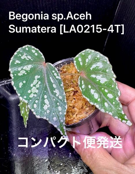 希少!Begonia sp.Aceh Sumatera ベゴニア アチェスマトラ 原種