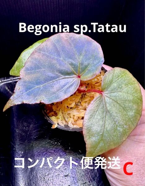 Begonia sp.Tatauベゴニア タタウ 極青株!原種ベゴニア C