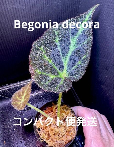 Begonia decora ベゴニア デコラ 増殖株!原種ベゴニア