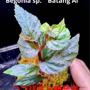 専用!Begonia sp. Batang Ai ベゴニア バタンアイ 原種 青ベゴニア