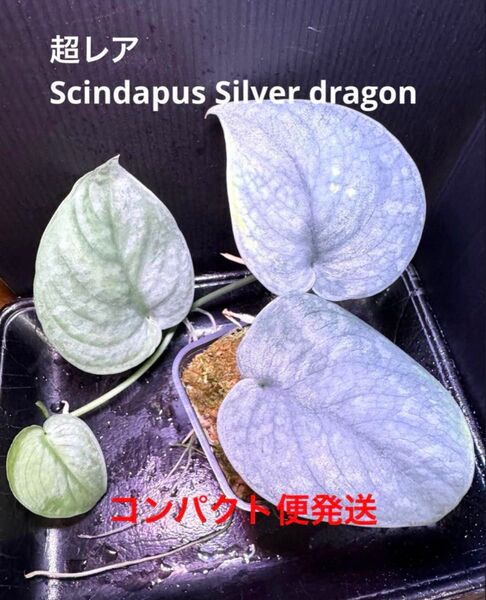 特価!超レア Scindapus Silver dragonスキンダプサス シルバードラゴン 美株! 希少 熱帯植物 1点もの