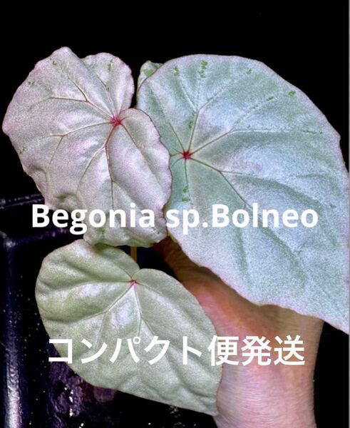 希少 美株!Begonia sp.Bolneo ベゴニア ボルネオ !原種ベゴニア 熱帯植物