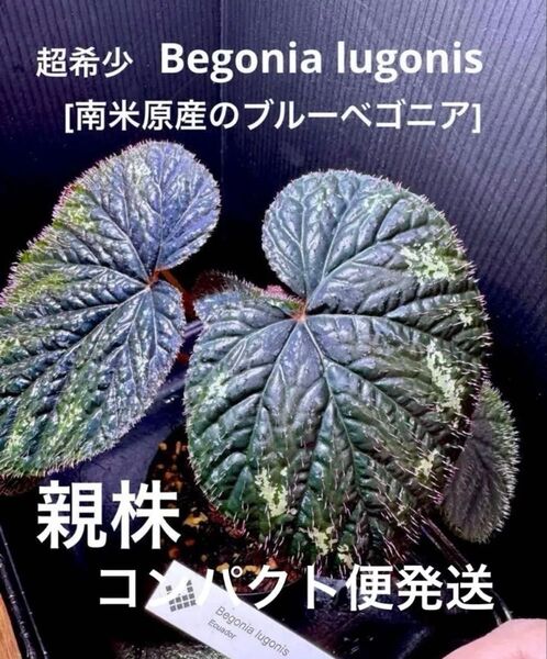 超希少 Begonia lugonis ベゴニア ルゴニス 増殖株!原種ベゴニア 熱帯植物