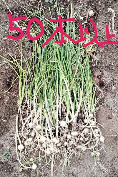 無農薬 18日朝掘 大きめノビル 50本以上