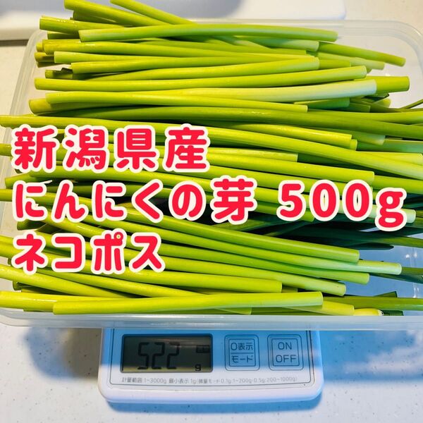 にんにくの芽 500g 新潟県産