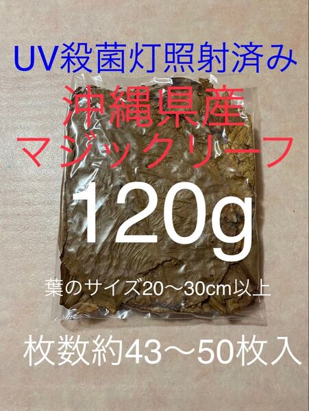 沖縄県やんばる産マジックリーフ 120g 43〜50枚入 UV殺菌灯照射済み⑤