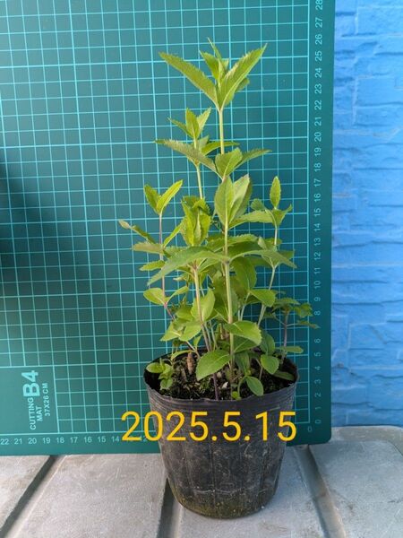 桔梗(キキョウ)の苗10本〜 高性種 紫&白