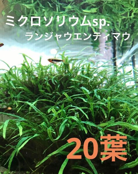 【レア】ミクロソリウムsp.超ナローコーラル【20葉】(ランジャウエンティマウ)