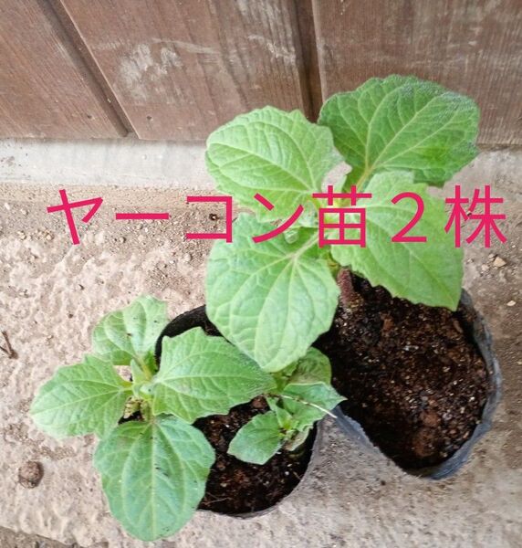 ヤーコン苗2株 農薬不使用