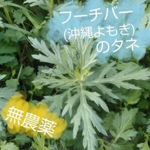 フーチバー(沖縄よもぎ)の種 無農薬 沖縄県産