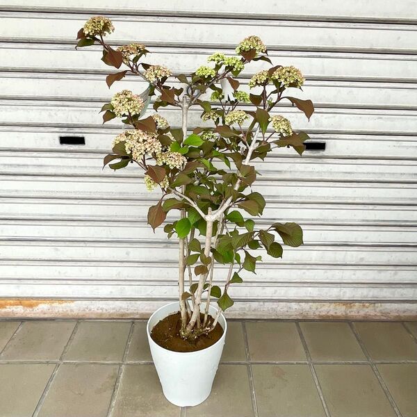 大株 春色 ピンク オオデマリ ピンク系品種
