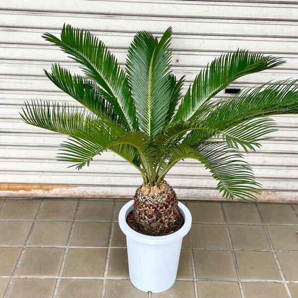 美株 蘇轍 ソテツ Cycas revoluta