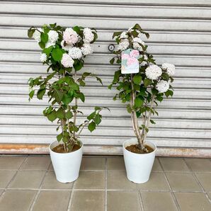 大株 春色 ピンク オオデマリ ピンク系品種 2鉢