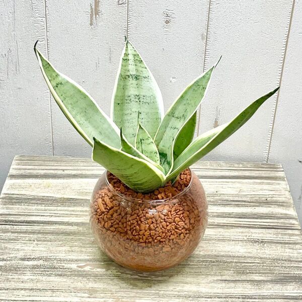サンセベリア・シルバーハニー|ハイドロカルチャー仕立て・ガラス容器入り(観葉植物・インテリアグリーン)