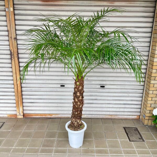 茂り抜群 南国 フェニックス ロベレニー