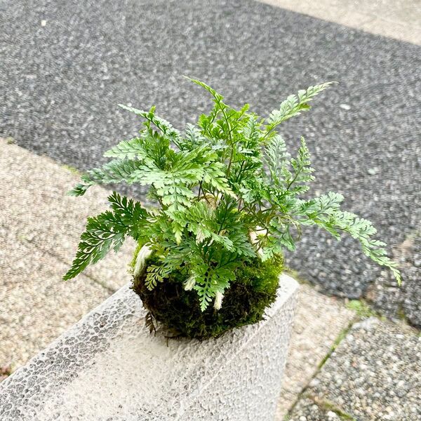トキワシノブ 常盤忍 苔玉 お皿付き