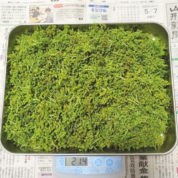 採りたて迅速発送!花山椒 新鮮摘みたて 200グラム
