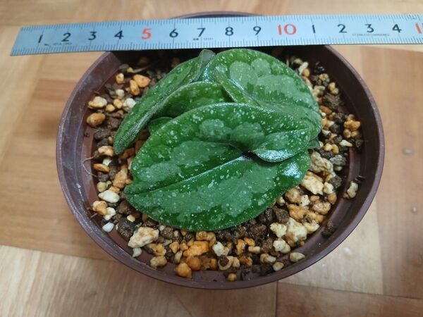 カンアオイ山野草 寒葵 観葉植物 斑入り 2